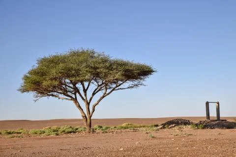 Tree in desert Stock Photos