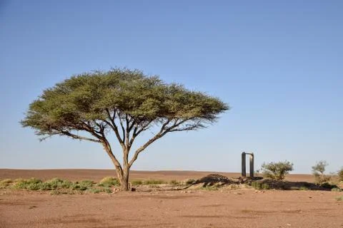 Tree in desert Stock Photos