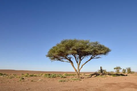 Tree in desert Stock Photos