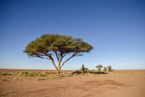 Tree in desert Stock Photos