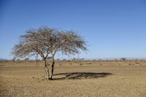 Tree in desert Stock Photos