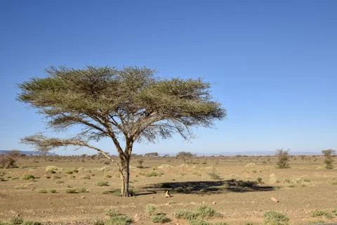 Tree in desert Stock Photos