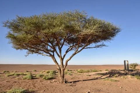 Tree in desert Stock Photos