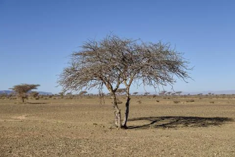 Tree in desert Stock Photos