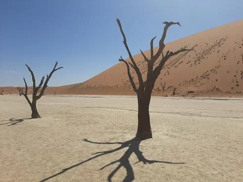 Tree in desert Stock Photos