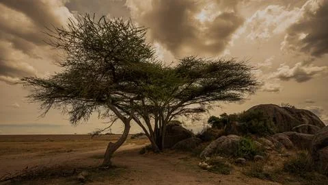 Tree in the desert Stock Photos