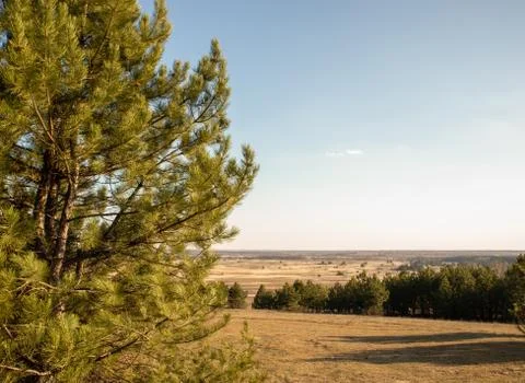 A tree in the desert. Pine in the desert. Stock Photos