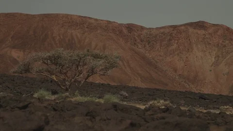 A tree in a desert of rocks Stock-Footage 73660620