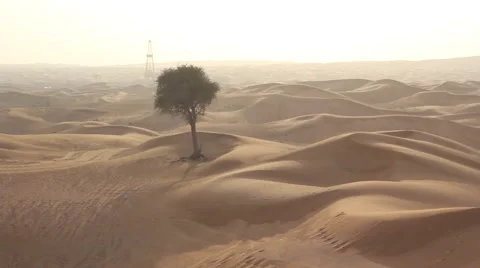 Tree in the desert at sunset Stock Footage 59862293