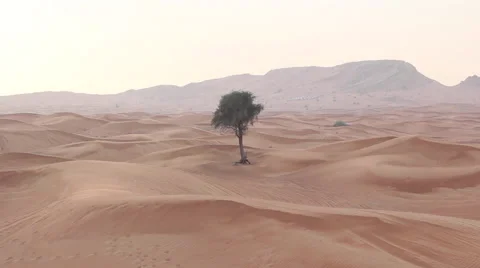 Tree in the desert at sunset Stock Footage 59883211