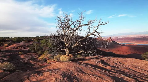 Tree in the desert time lapse Stock Footage 42970858