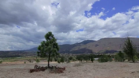 Tree on a desert Villa de Leyva Stockbeeldmateriaal 75166962