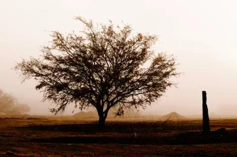 Tree in Desolation Stock Photos