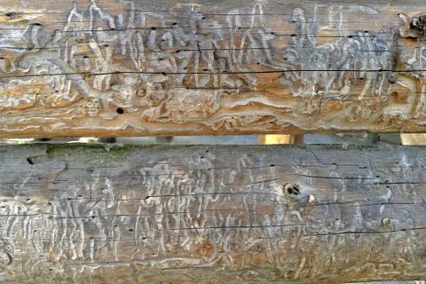 Tree destruction by insect bark bootle woodworm. tree wood eroded in wormhole Stock Photos