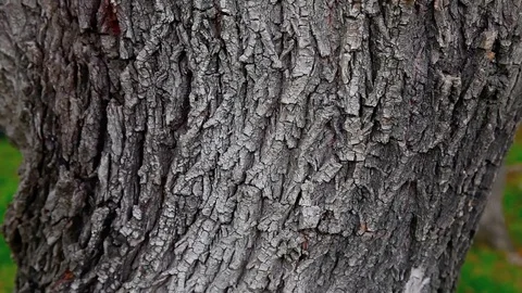 Tree detail in nature Stock Footage 108706407