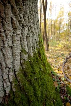 Tree detail Stock Photos