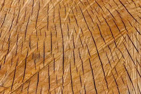 Tree Detail Stock Photos