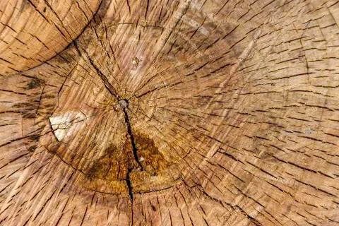 Tree Detail Stock Photos