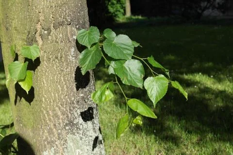 Tree detail 스톡 사진