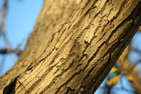 Tree detail Stock Photos