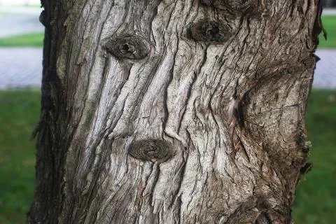 Tree detail Stock Photos