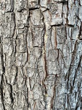 Tree detail Foto stock