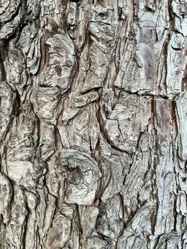 Tree detail Foto stock