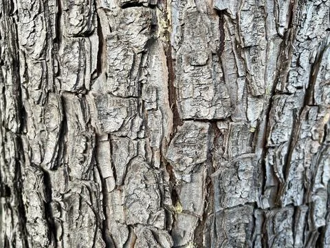 Tree detail Stock Photos