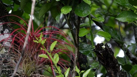 Tree detail three Stock Footage 99118393