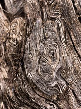 Tree details Stock Photos