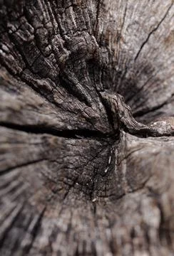 The tree details Stock Photos