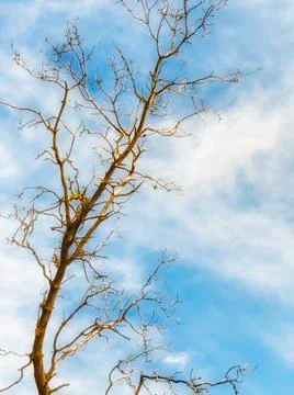 Tree devoid of leaves and sky Stock Photos