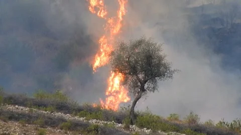 A Tree Devoured By Flames. Forest Fire Stock Footage 259408350