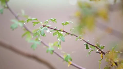 Tree with dew. Tree after rain. Stock-Footage 134525171