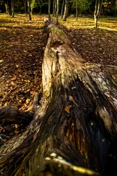 Tree died in the Foresta Umbra Stock Photos