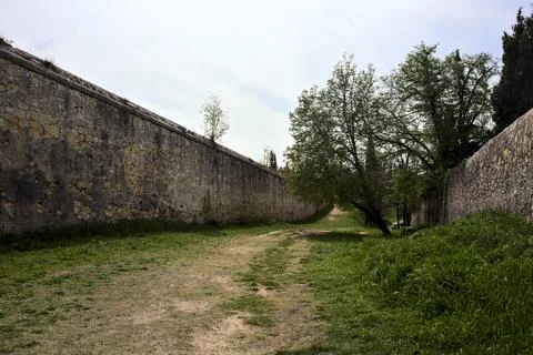 Tree in a dirt path between boundary walls in a park by the hillside Stock Photos