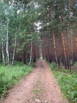 A tree on a dirt path in a pine forest Stock-Fotos