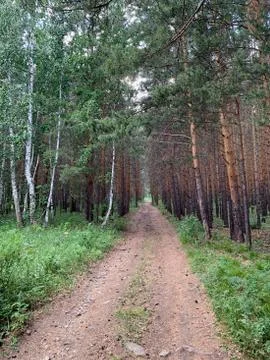 A tree on a dirt path in a pine forest Fotos Stock