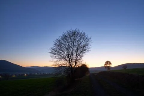 Tree on the dirt road in sunset Stock Photos