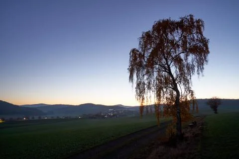 Tree on dirt road in the the sunset Stock Photos
