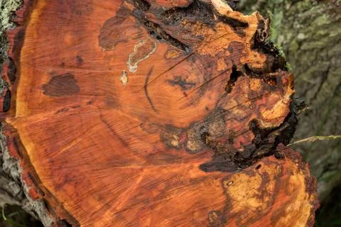 A tree disc with annual rings, usable as a texture Stock-Fotos