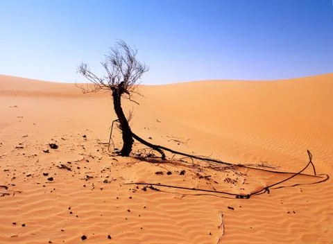 A tree with discovered roots Stock Photos