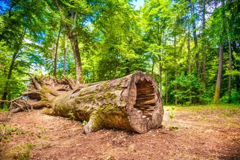Tree disease deforestation issue fallen tree sick trunk Stock Photos