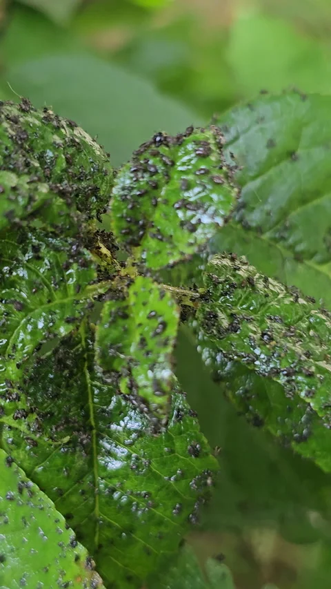 Tree diseases Cherry aphid Myzus cerasi small, black insects feed on plant sap Stock Footage 276400124