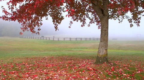 Tree with distant trotting horse 2 Stock Footage 31875502