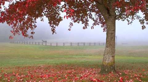 Tree with distant trotting horse Stock Footage 31873668