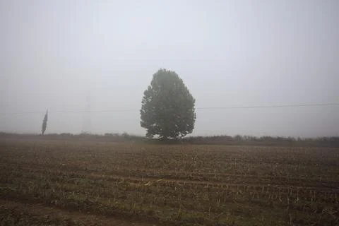 Tree in a ditch of a field Stock Photos