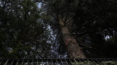 Tree dolly shot Stock Footage 38805469