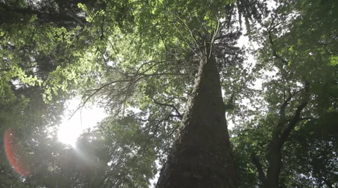 Tree dolly tracking shot with lens flare Stock Footage 40827513