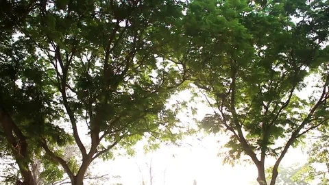 Tree dome and brightness sky background tilt up movement Stock Footage 101790502